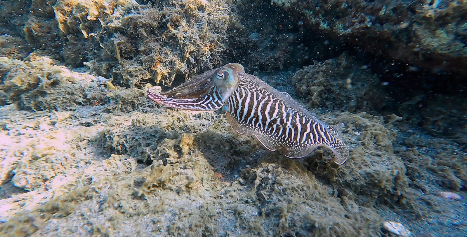 Buceo y Snorkel Fuerteventura